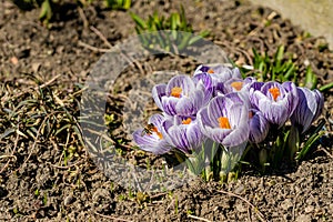 Bright crocus Pickwick and the bees in the spring