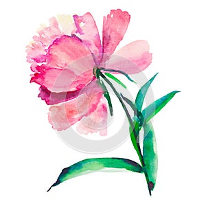 Bright cute lovely beautiful wonderful spring floral herbal pink peony isolated watercolor