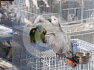 Bright, cute parrot sits on a cage