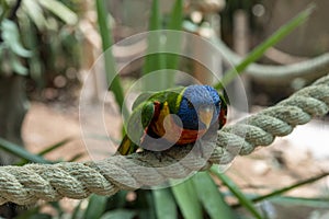 Bright, cute parrot sitting on a rope against the background of a white, wooden wall. parrot sitting on a rope