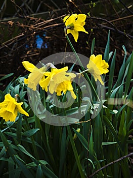 Bright daffodils in Springtime 2023 in Burnley near my home