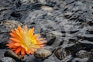 Bright dahlia floating along the smooth rocks of the Wenatchee River