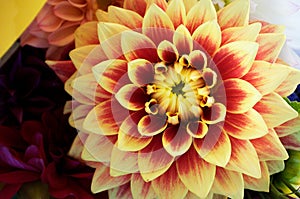 Bright dahlia on a sunny day