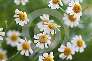 Bright daisy flowers in fresh green grass. Natural background. Top view close up. Concept of seasons, ecology, green planet
