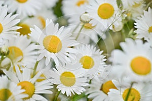 Bright daisy flowers on a sunny day