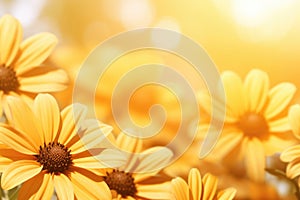 Bright daisy or gerbera flowers on a blurred yellow summer background