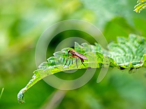 bright dancing fly on a green leaf