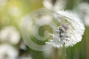 A bright dandelion in a meadow in spring. Other dandelions in the background. The sun is shining. The wind has already blown away