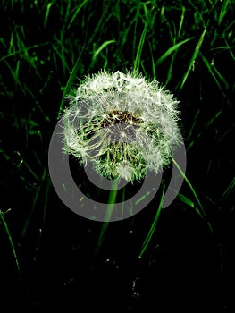 Bright Dandelion Seed Head On Black