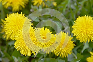 Bright dandelions on a background of green grass. Blooming yellow flowers in spring, summer. Natural background