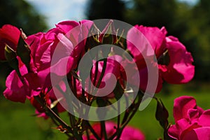 Bright dark fragrant rosebuds bloom in spring