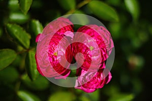 Bright dark fragrant rosebuds bloom in spring