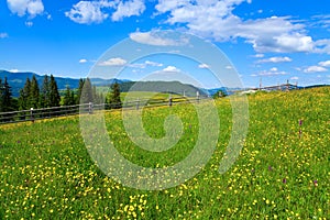 Bright day on the mountain meadow with yellow flowers, blue sky with clouds over mountains.