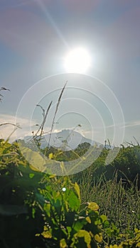 Bright daylight with vegetation on the forefront and mountain at the background photo