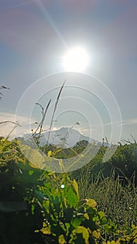 Bright daylight with vegetation on the forefront and mountain at the background