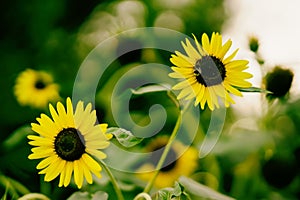 Bright decorative golden yellow sunflowers in field with bees , summer sunny day