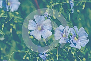 Bright delicate blue flower of decorative flax flower and its shoot on grassy background. Creative processing Flax flowers.