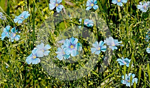 Bright delicate blue flower of decorative flax flower and its shoot on grassy background. Creative processing Flax flowers.