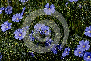 Bright delicate blue flower of decorative flax flower and its shoot on grassy background. Creative processing Flax flowers.
