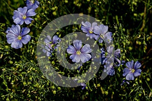 Bright delicate blue flower of decorative flax flower and its shoot on grassy background. Creative processing Flax flowers.