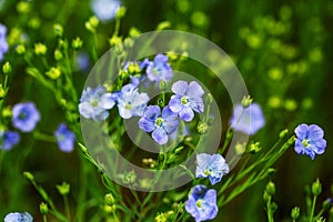 Bright delicate blue flower of ornamental flower of flax and its