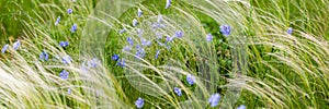 Bright delicate blue flower of ornamental flower of flax and its shoot against complex background. Flowers of decorative flax.