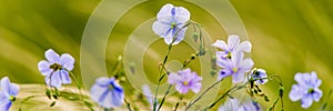 Bright delicate blue flower of ornamental flower of flax and its shoot against complex background. Flowers of decorative flax.