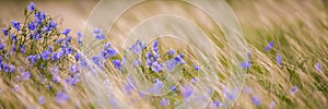 Bright delicate blue flower of ornamental flower of flax and its shoot against complex background. Flowers of decorative flax.