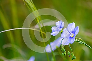 Bright delicate blue flower of ornamental flower of flax and its shoot against complex background. Flowers of decorative flax.