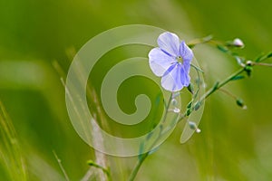 Bright delicate blue flower of ornamental flower of flax and its shoot against complex background. Flowers of decorative flax.