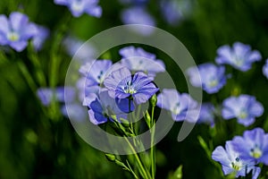 Bright delicate blue flower of ornamental flower of flax and its shoot against complex background. Flowers of decorative flax.