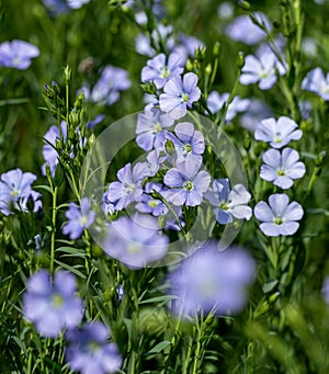 Bright delicate blue flower of ornamental flower of flax and its shoot against complex background. Flowers of decorative flax.