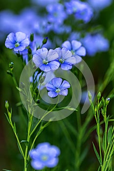 Bright delicate blue flower of ornamental flower of flax and its shoot against complex background. Flowers of decorative flax.