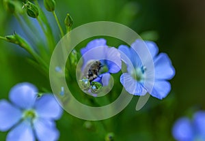 Bright delicate blue flower of ornamental flower of flax and its shoot against complex background. Flowers of decorative flax.