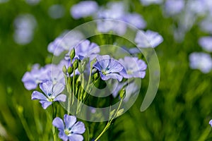 Bright delicate blue flower of ornamental flower of flax and its shoot against complex background. Flowers of decorative flax.