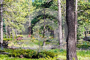 The Summer Softness Forest Trail