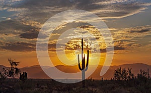 Bright Desert Sunrise In Arizona