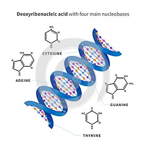 Bright detailed Deoxyribonucleic acid with four main nucleobases, infographic on white