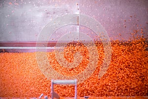 Bright diced carrot pieces move through shock-freezing chamber, while the conveyor belt continuously shakes the dices to prevent photo