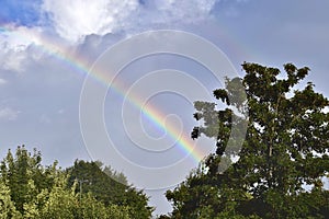 Bright double rainbow behind trees