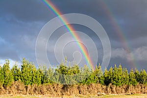 Bright double rainbow over young pine forest, dark stormy sky and clear colors of the rainbow. Natural landscape. The