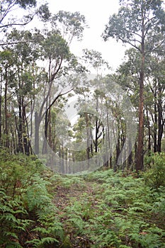 Bright Down Hill Forest Path