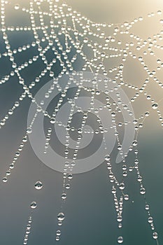 Bright drops of dew on a spider web.