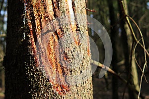 Bright drops of resin on pine - closeup photo, forest tree in sunlight