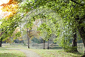 The bright early autumn forest