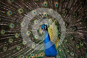 Bright elegant Peacock with beautiful tail