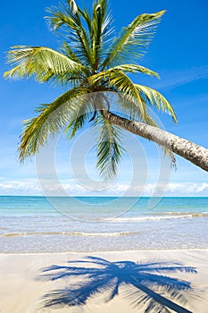 Bright Empty Tropical Beach with Curving Palm Tree