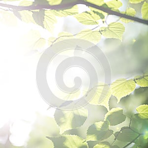 Bright ethereal spring leaves background