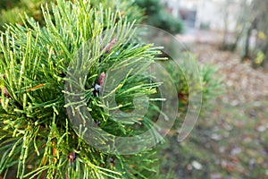 A bright evergreen pine tree green needles branches with rain drops and cobweb. Fir-tree with dew, conifer, spruce close up,