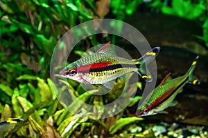 Bright exotic fish Denison barb on a background of green algae